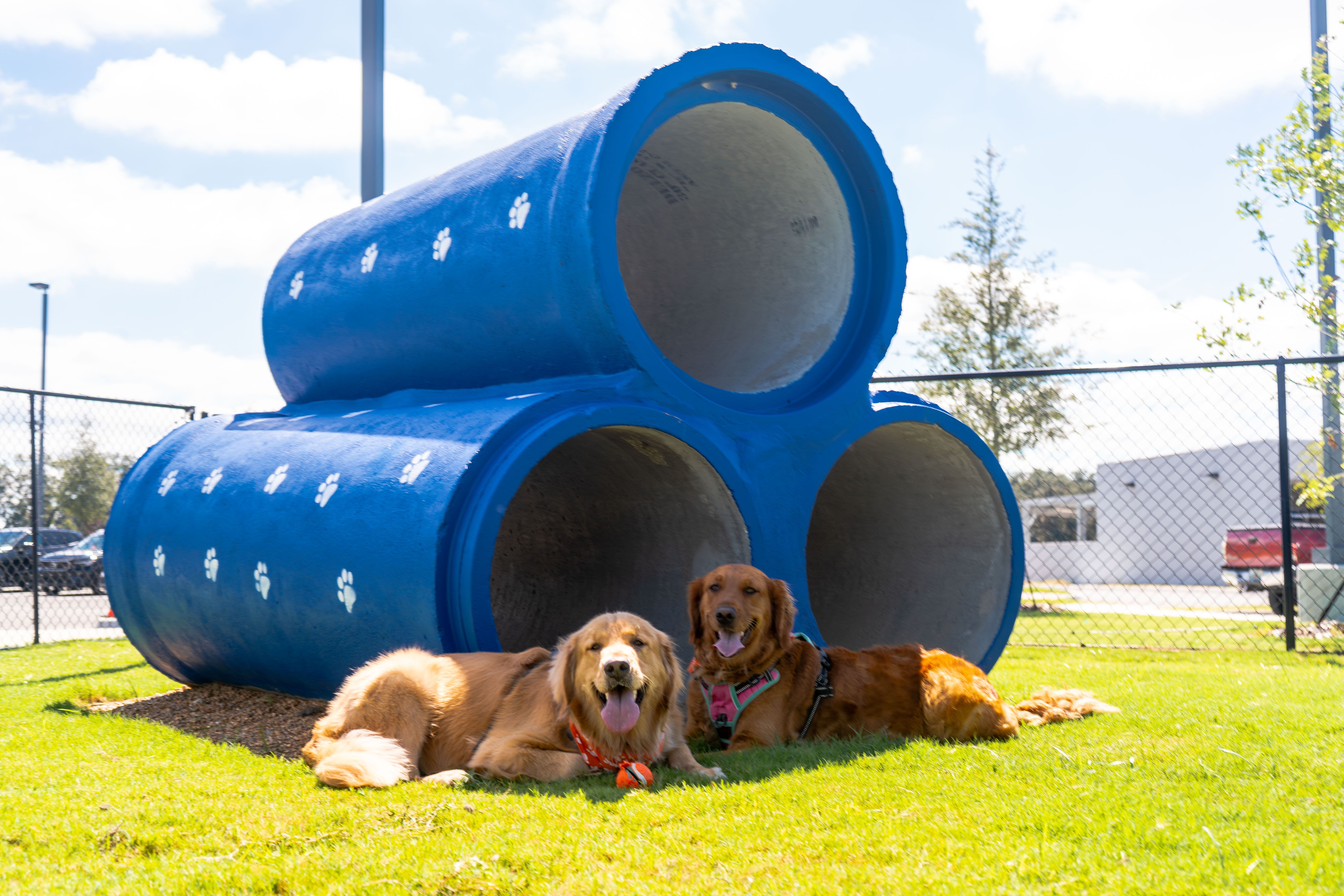 Dogs relaxing beside play tunnels at the dog park at Jenkins Subaru of Ocala