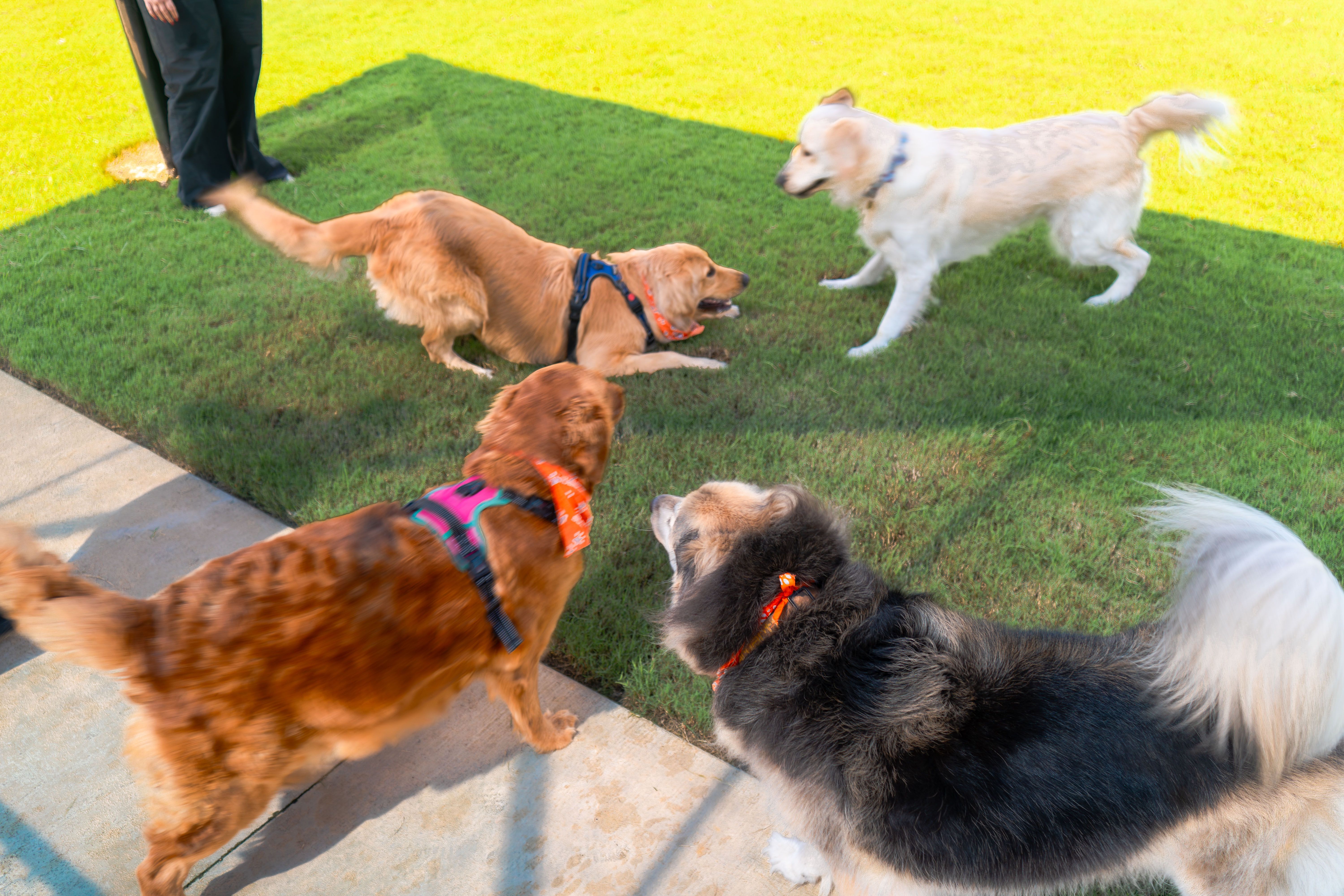 Dogs playing together at Jenkins Subaru of Ocala's dog park
