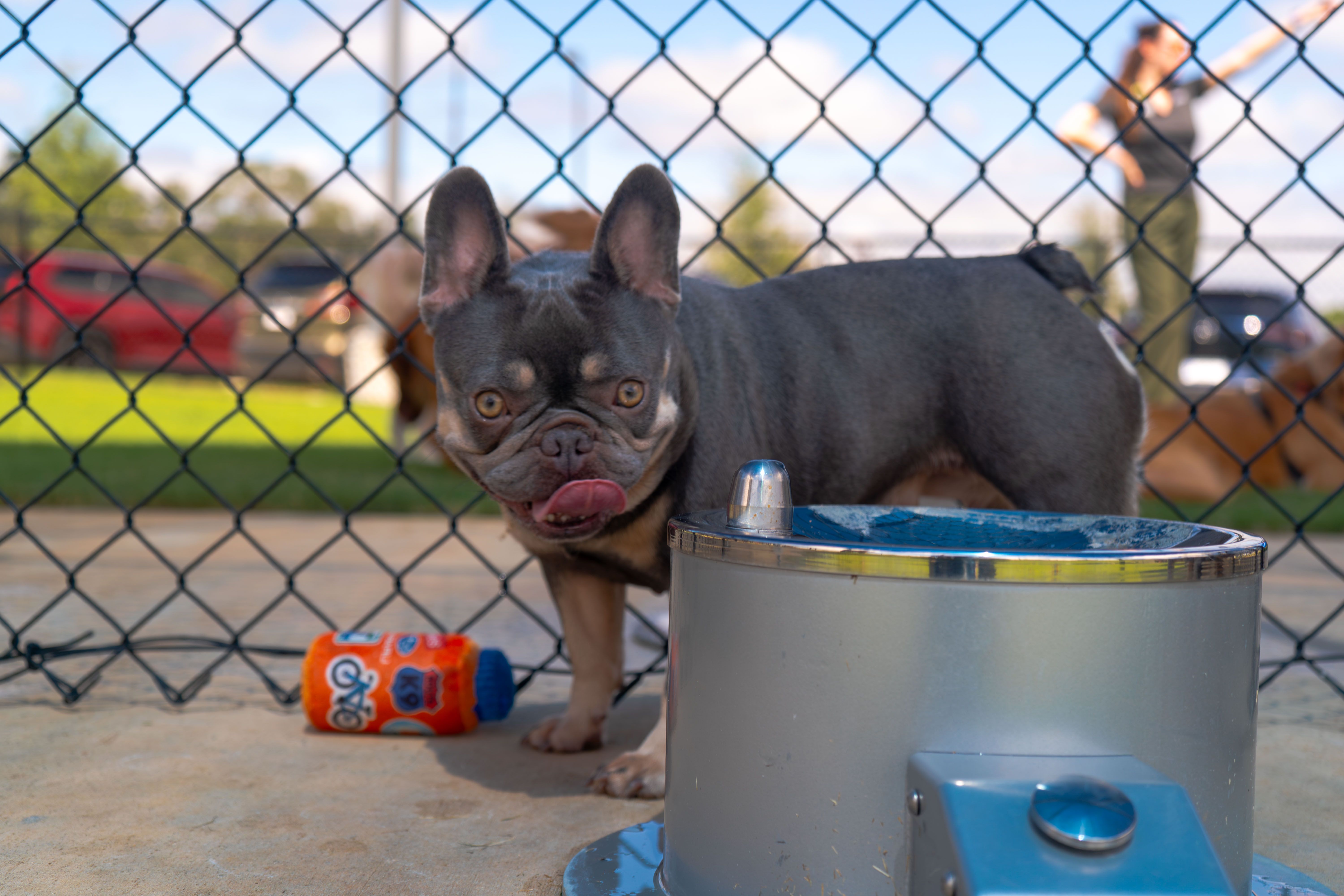 Dog beside a pet drinking fountain at Jenkins Subaru of Ocala's dog park